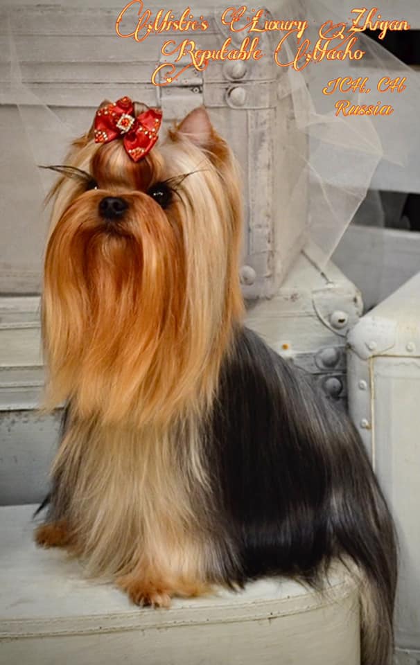 Mistic's Luxury Zhigan Reputable Macho